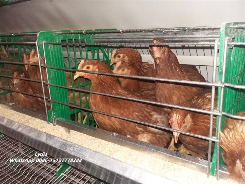 high efficiency chicken feeder making machine