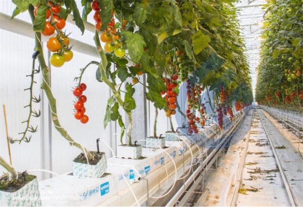 Hydroponic Hanging Gutter 08 Portable greenhouse gutter machine for tomato cultivation